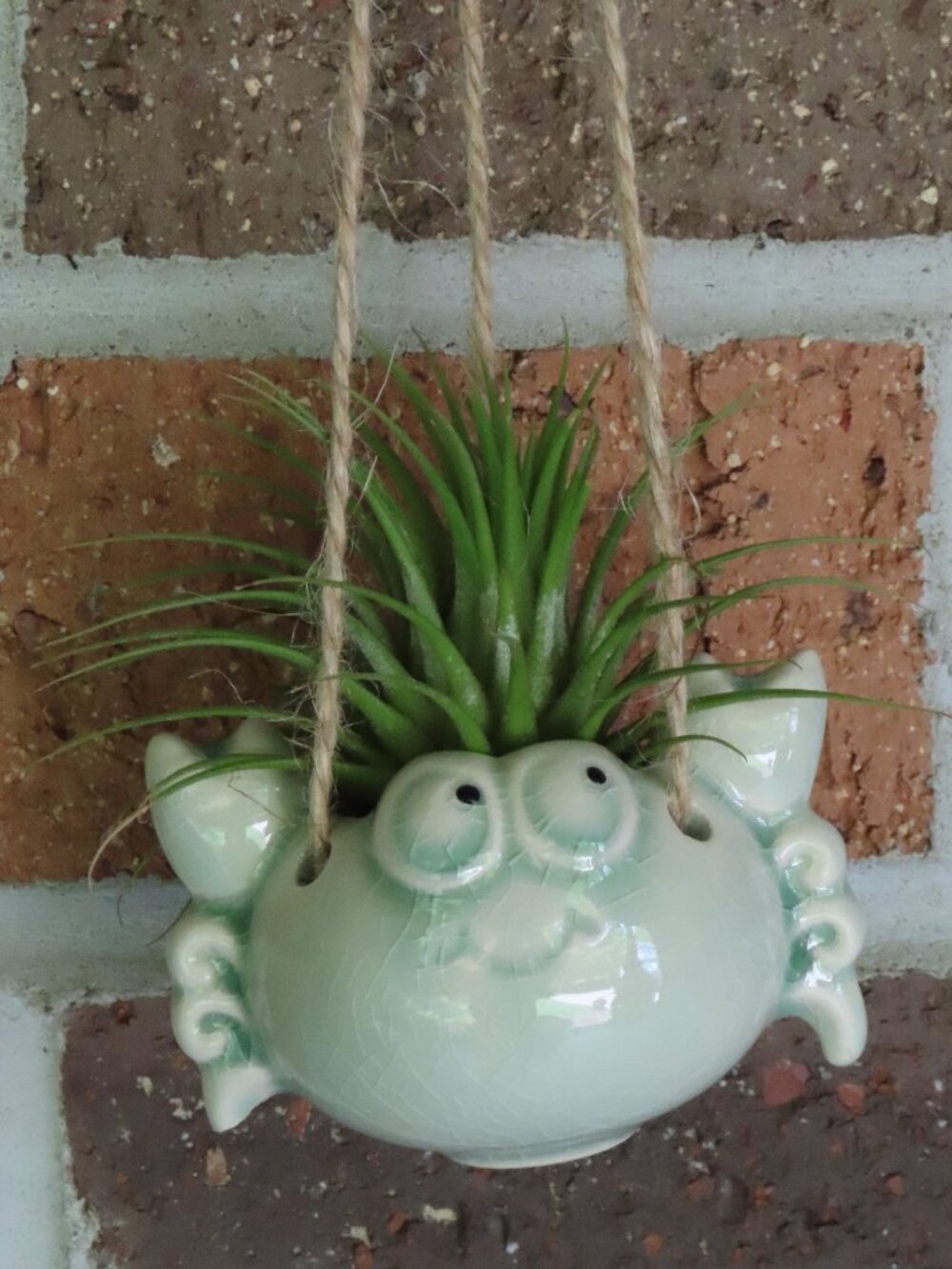 Hanging crab with air plant